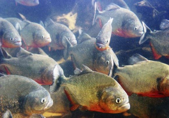 red-bellied-piranhas-bark_41746_600x450